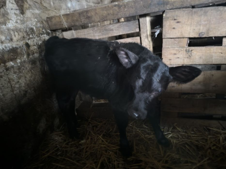 Sprzedam byczka mięsnego