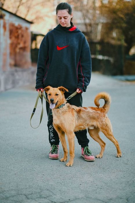 Пропав пес! Шукаємо! Втік під час обстрілів!