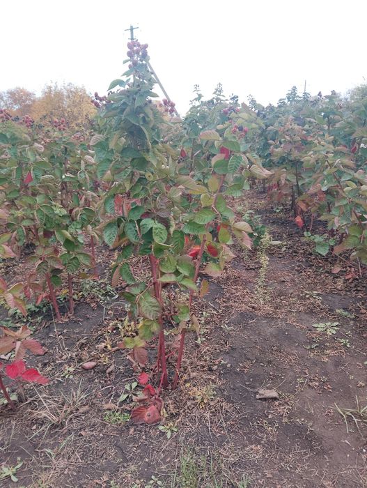 Саджанці рем.ожини