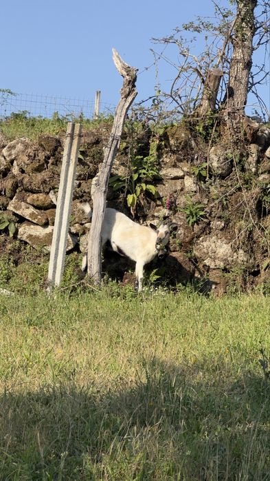 Vendo algumas cabras