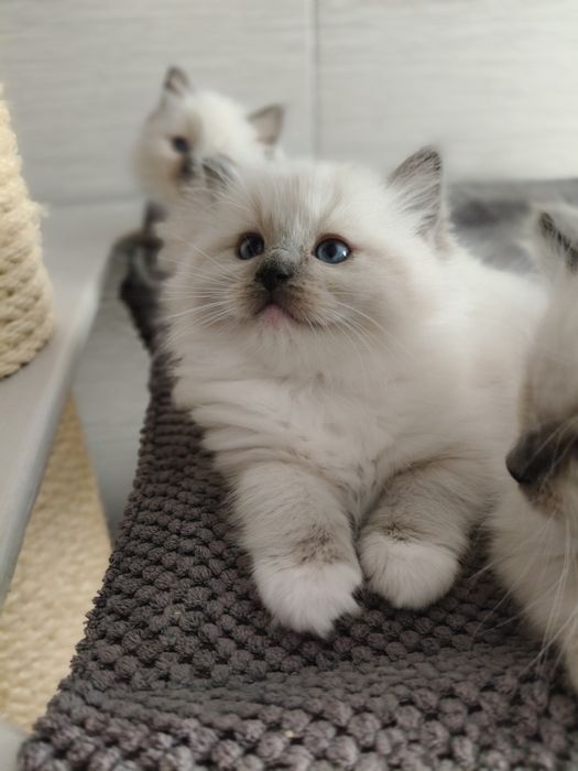 Kotka  kot Ragdoll