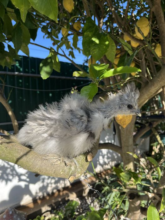 Pintos de Sedosas do Japão