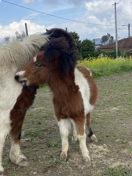 Ponei olho azul ( macho)
