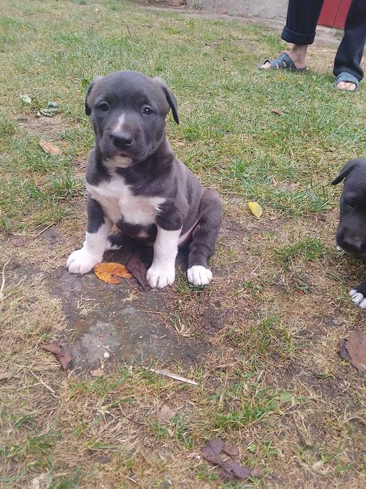 Продам дівчаток Мама спокійна врівноважена