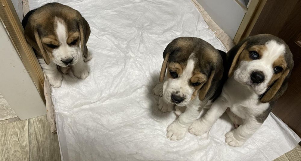 Цуценята бігля, шукають родину