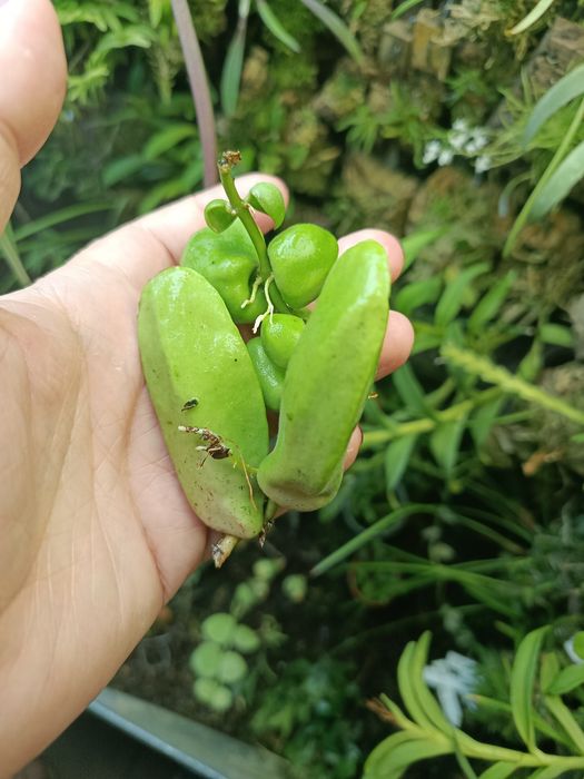 Дисхідія Dischidia major