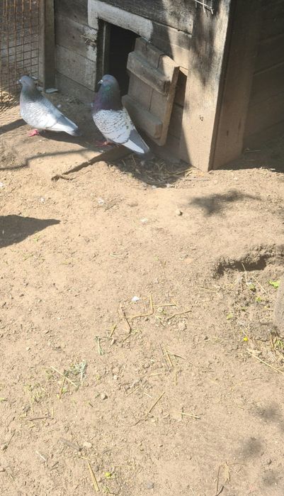 Sprzedam Gołębie rysie