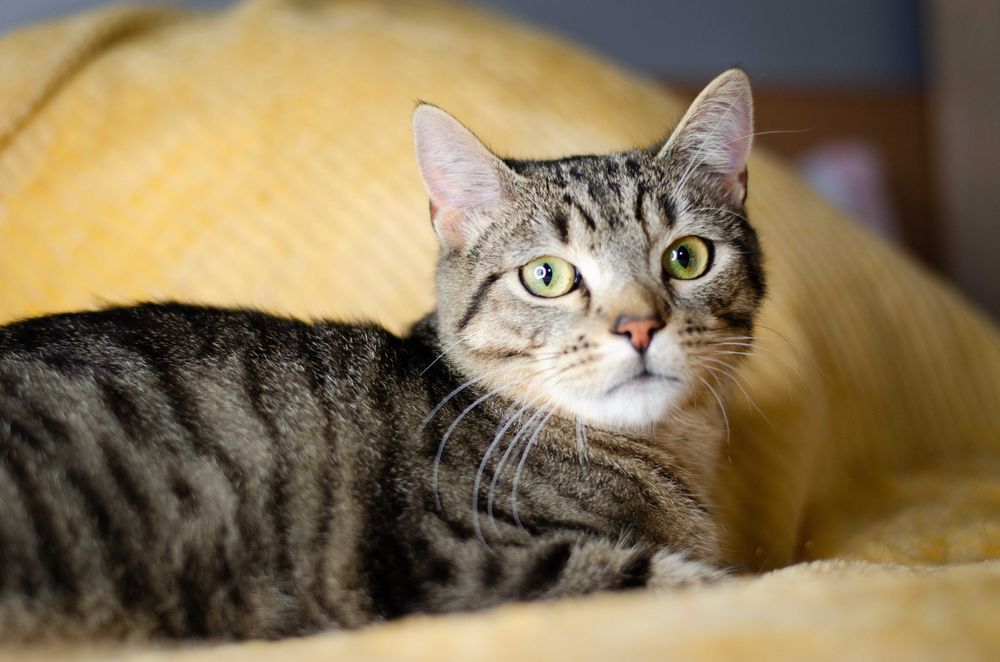 ZOYA i ZYZIO bury kocurek i bura kotka szukają domu