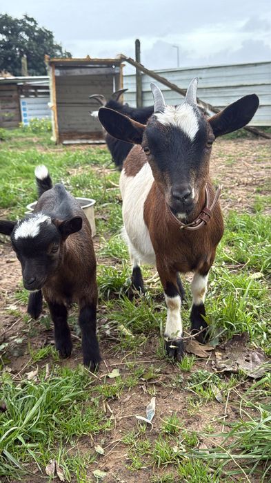 Cabrito anão lindo