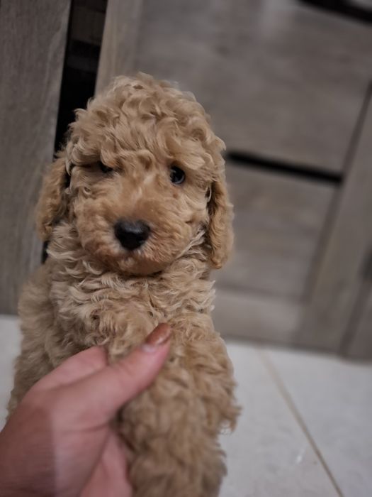 Пудельки дівчатка