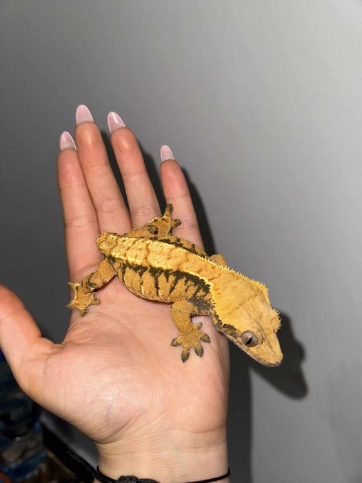 Gekon orzesiony Samiczka