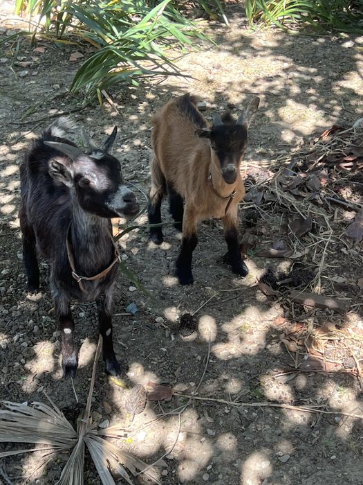 Bode anão para vender ou trocar por animal do meu interesse