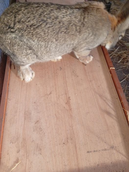 Sprzedam samca Belga