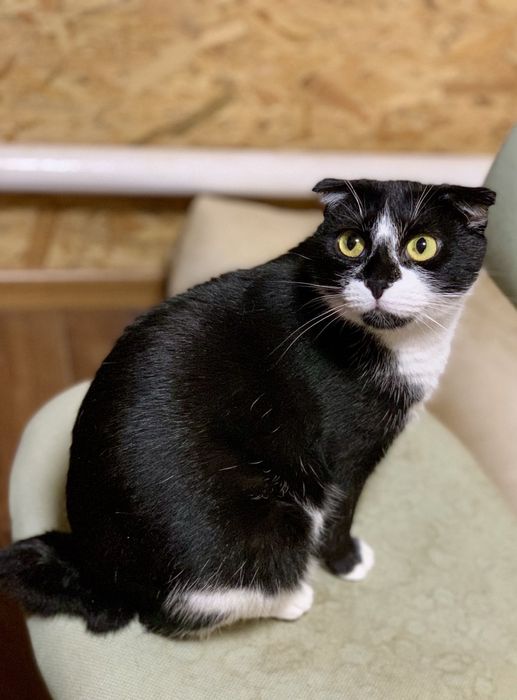 Вислоухая стерилизованная кошка ищет дом! Отдам в хорошие руки!