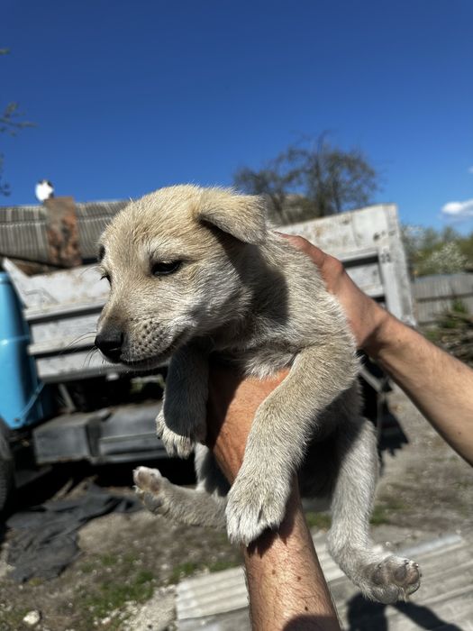 Віддам цуценят в добрі руки