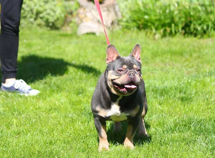 krycie buldog francuski blue and tan- reproduktor