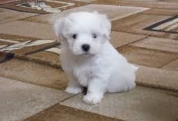 Хлопчик і дівчинка міні Львів.