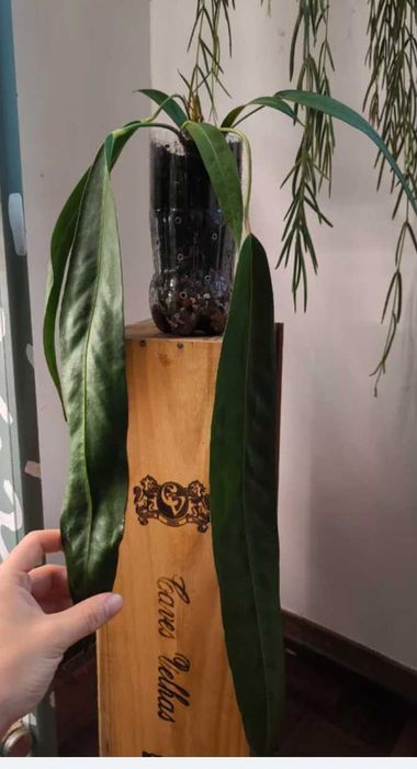 Anthurium Luxurians . Philodendron/Monstera