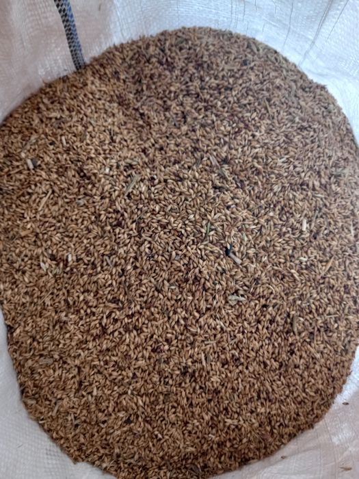 Продам суданку білявка 75грн