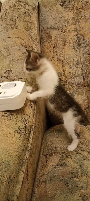кошеня котик 2 місяці