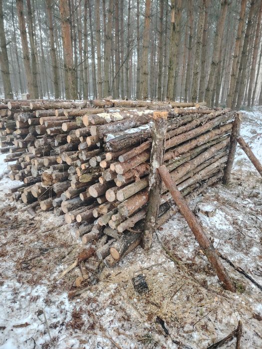 Drewno gałęziówka