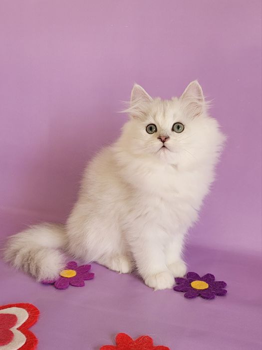 Британські кошенята срібляста шиншила