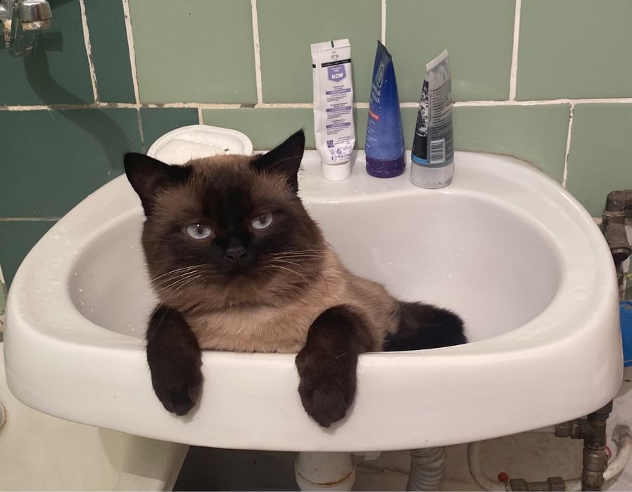 Сіамські Котятки ,сиамские кошенята, тайские , тайскі