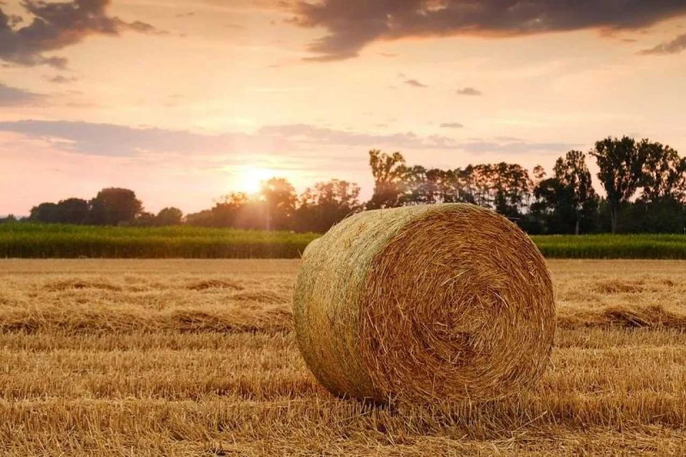 Siano w belach ekologiczne z certyfikatem agrobiotest