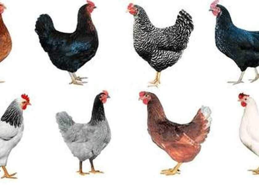 Ferma sprzeda kury