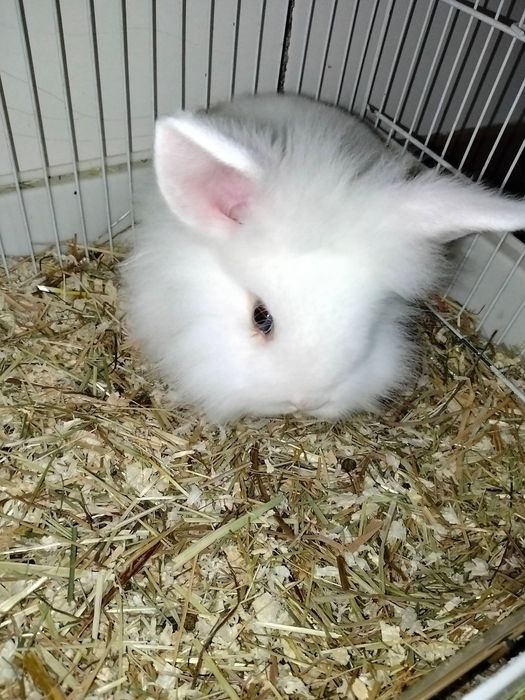 Macho de coelho anão muito meigo