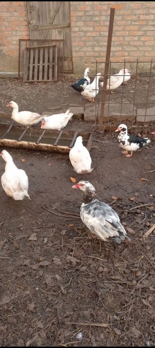 Терміново продам качки-шипуни(індокачки)