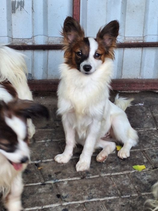 Жужа девочка папильон