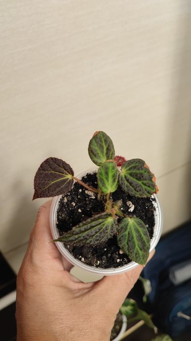 Begonia ukośnica Chloroneura