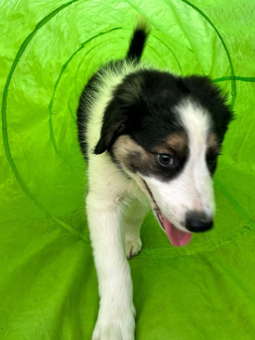 Border Collie szczeniak pies SPRZEDANY