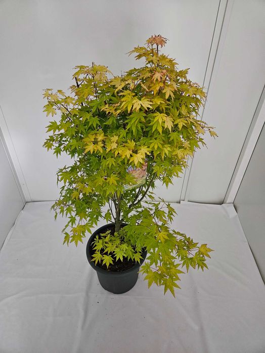 Bonsai – Klon japoński palmowy 'Orange Dream'