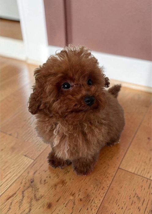 Міні той пудель – компактний друг