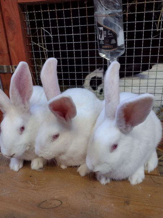 Króliki Termondzkie