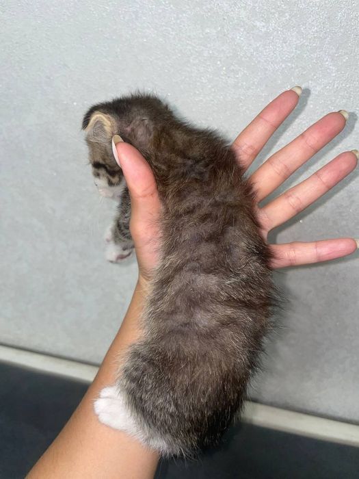 котята веслоухие