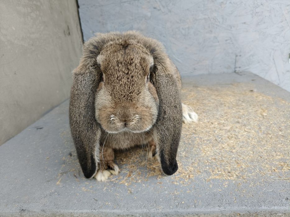 Francuski Baran Szary