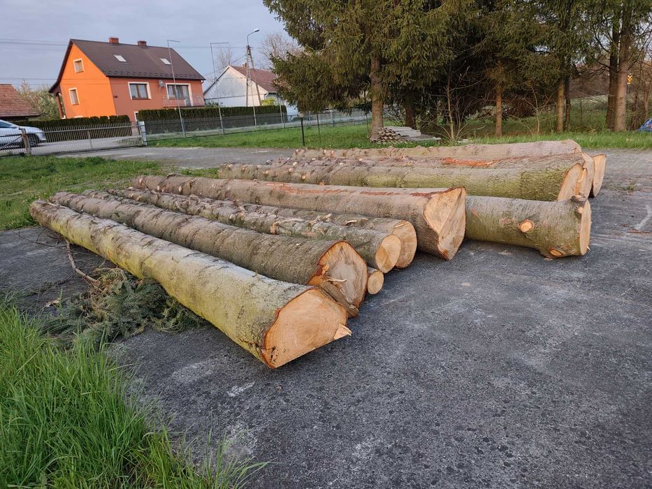 Pnie jodłowe 5m-