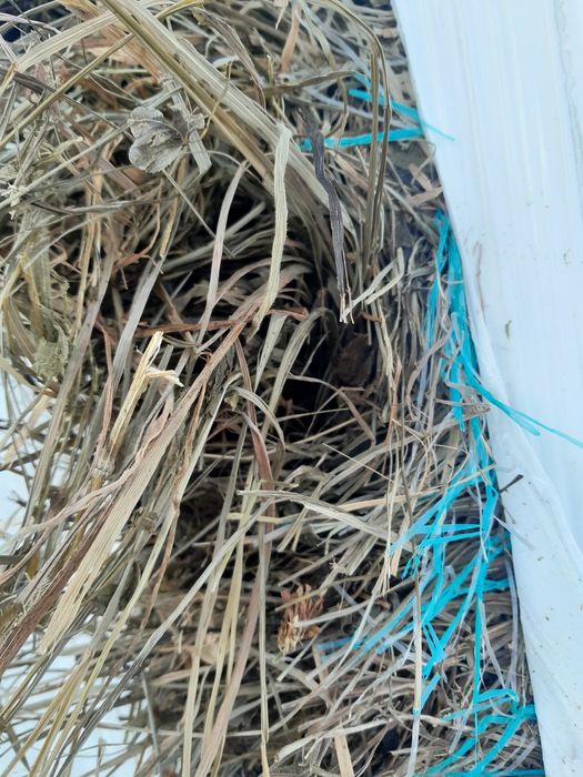 Sianokiszonka 2025r siano