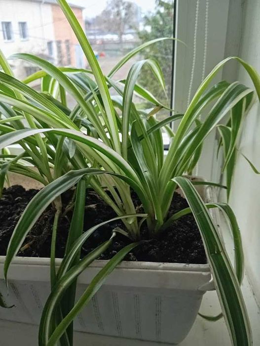 Комнатные растения (5 видов)