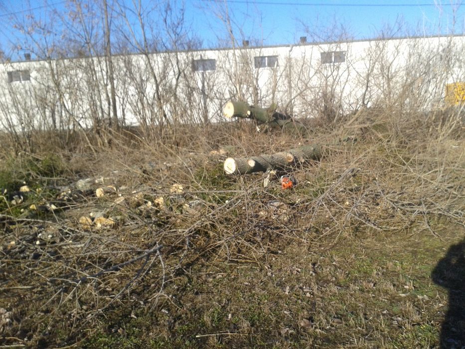 Wycinka drzew, rębak, frezarka do pni