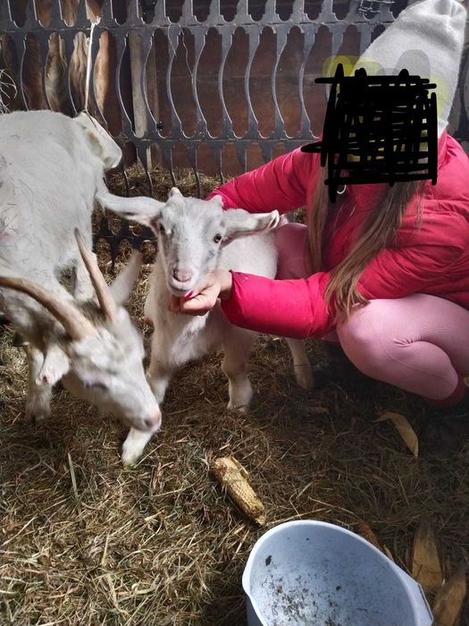 Koziolek na rozpłod