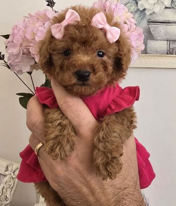 Малишка той пудель , Мінні.