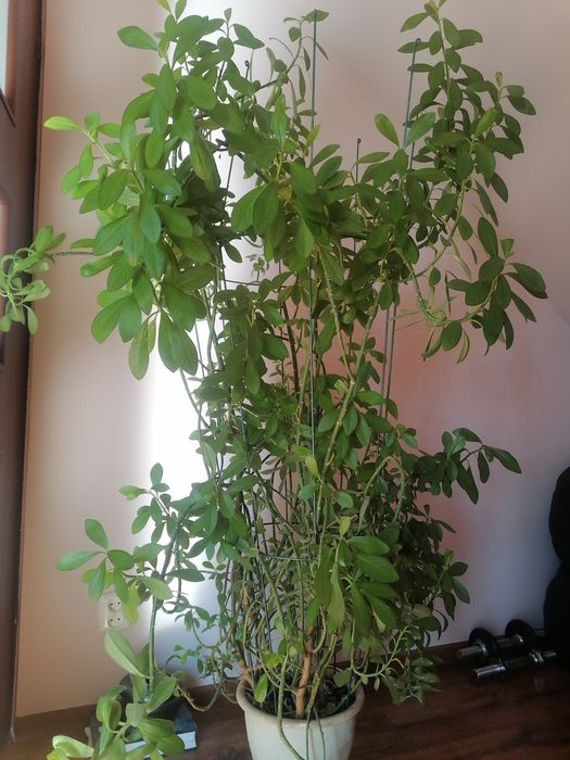 Sprzedam kwiatka pokojowego duży