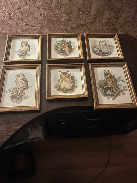 сови в рамках для декора