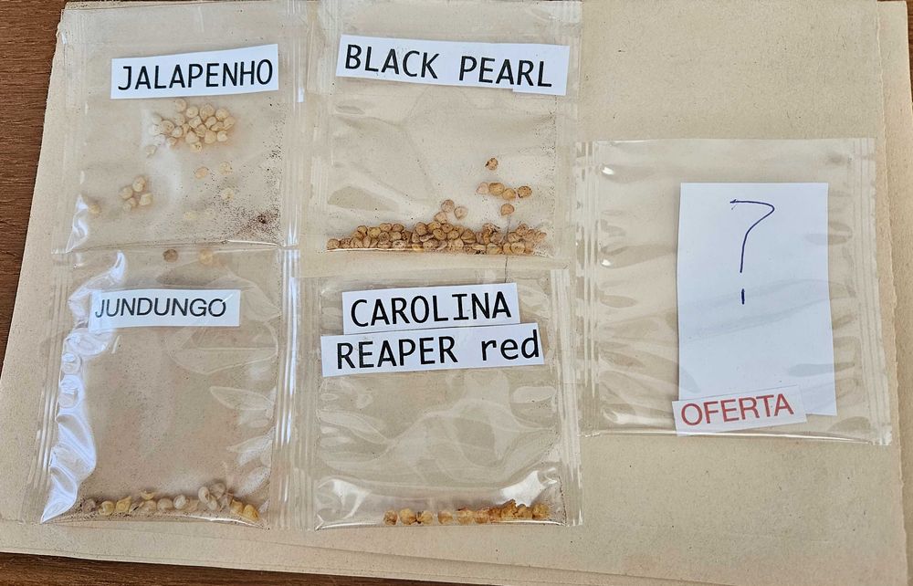 Kit 120 sementes,pimentas picantes+sementes em OFERTA