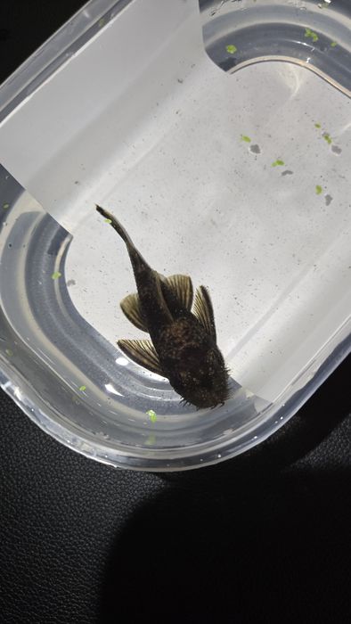 Ancistru SP/Red Brown Macho