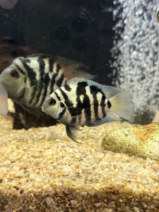 Рибка Синій Тигр, Тригібридний Папуга